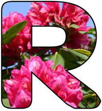 Blumenbuchstabe-R.jpg